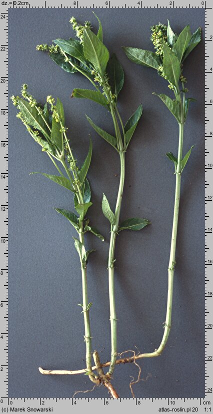 Mercurialis perennis (szczyr trwały)
