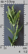 Mercurialis perennis (szczyr trwały)