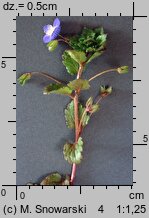 Veronica persica (przetacznik perski)