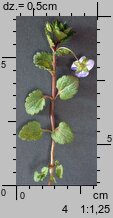 Veronica persica (przetacznik perski)
