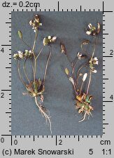 Draba verna (wiosnówki pospolitej)