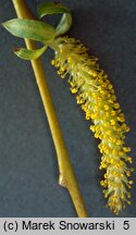 Salix ×sepulcralis (wierzba żałobna)