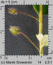 Veronica sublobata (przetacznik blady)