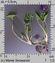 Viola odorata (fiołek wonny)