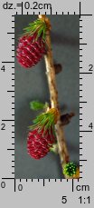 Larix decidua (modrzew europejski)