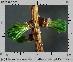 Larix decidua (modrzew europejski)