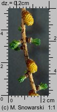 Larix decidua (modrzew europejski)