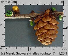 Larix decidua (modrzew europejski)