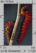 Populus nigra (topola czarna)