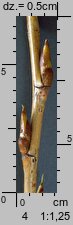 Populus nigra (topola czarna)