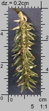 Salix caprea (wierzba iwa)