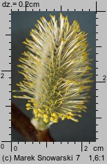 Salix cinerea (wierzba szara)