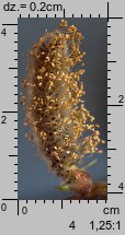 Salix cinerea (wierzba szara)