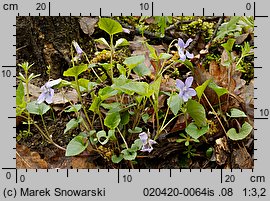 Viola reichenbachiana (fiołek leśny)