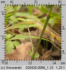 Lathyrus vernus (groszek wiosenny)