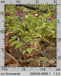 Lathyrus vernus (groszek wiosenny)