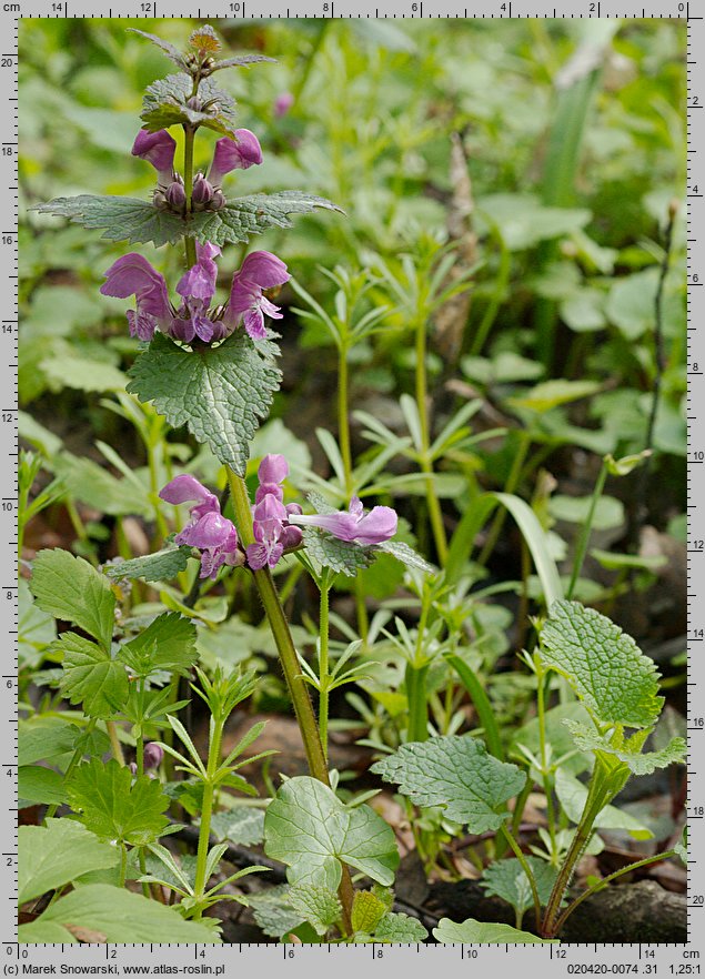 Lamium maculatum (jasnota plamista)