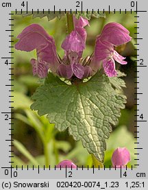 Lamium maculatum (jasnota plamista)