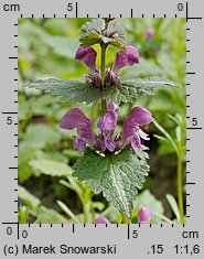 Lamium maculatum (jasnota plamista)