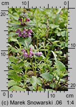 Lamium maculatum (jasnota plamista)