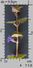 Glechoma hederacea (bluszczyk kurdybanek)