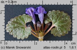 Glechoma hederacea (bluszczyk kurdybanek)
