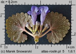 Glechoma hederacea (bluszczyk kurdybanek)