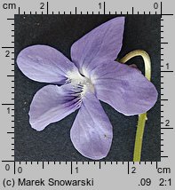 Viola reichenbachiana (fiołek leśny)