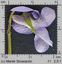 Viola reichenbachiana (fiołek leśny)