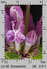 Lamium maculatum (jasnota plamista)