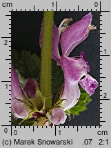 Lamium maculatum (jasnota plamista)