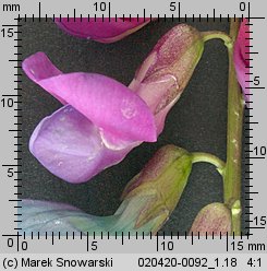 Lathyrus vernus (groszek wiosenny)