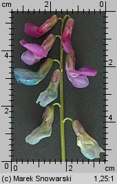 Lathyrus vernus (groszek wiosenny)