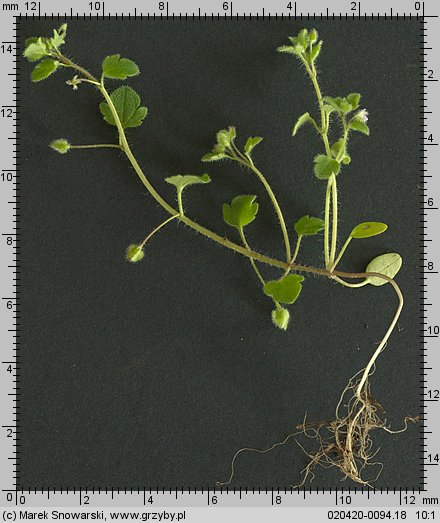 Veronica sublobata (przetacznik blady)