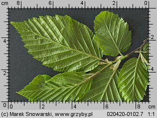 Carpinus betulus (grab pospolity)