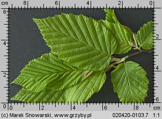 Carpinus betulus (grab pospolity)