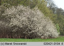 Prunus spinosa (śliwa tarnina)