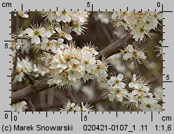 Prunus spinosa (śliwa tarnina)