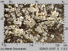 Prunus spinosa (śliwa tarnina)