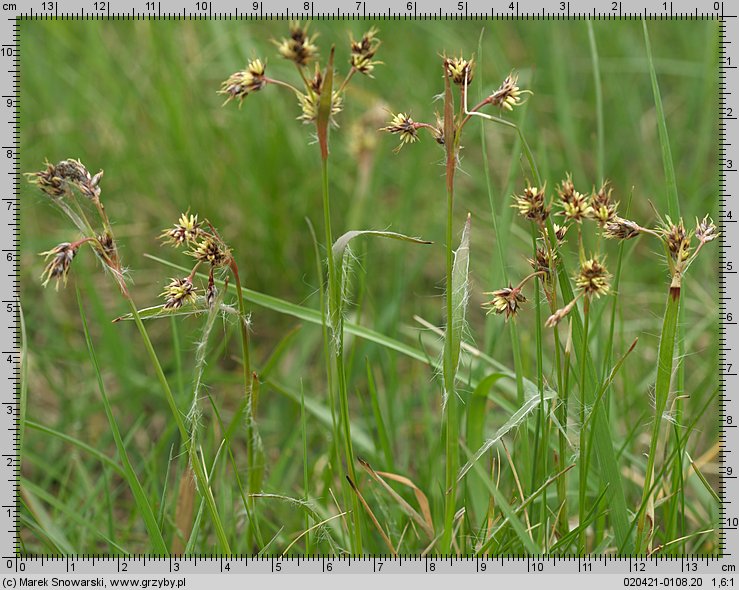 Luzula campestris (kosmatka polna)