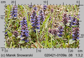 Ajuga reptans (dąbrówka rozłogowa)