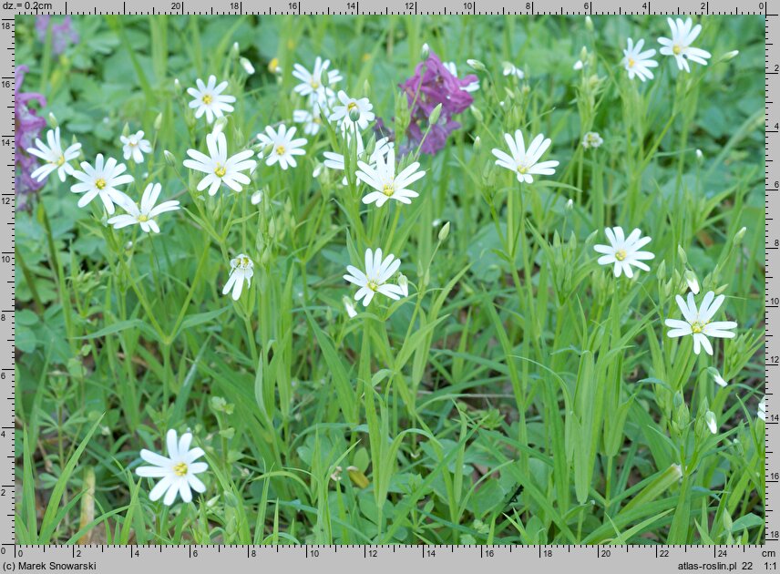 Stellaria holostea (gwiazdnica wielkokwiatowa)