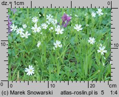 Stellaria holostea (gwiazdnica wielkokwiatowa)