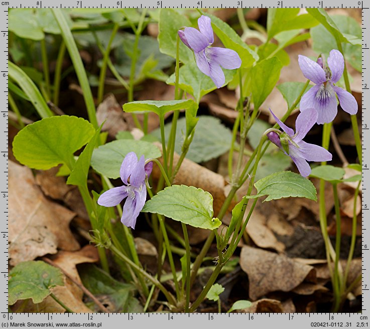 Viola reichenbachiana (fiołek leśny)