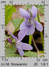 Viola reichenbachiana (fiołek leśny)