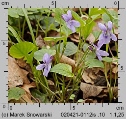 Viola reichenbachiana (fiołek leśny)