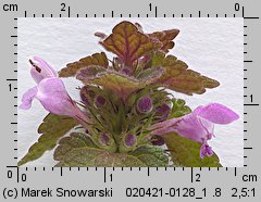 Lamium purpureum (jasnota purpurowa)