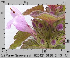 Lamium purpureum (jasnota purpurowa)