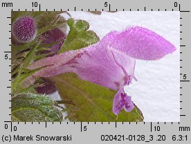 Lamium purpureum (jasnota purpurowa)