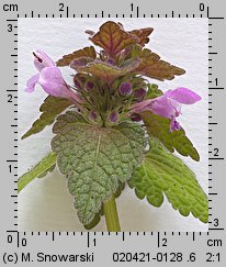 Lamium purpureum (jasnota purpurowa)